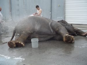 RRBB-Elephant-shower